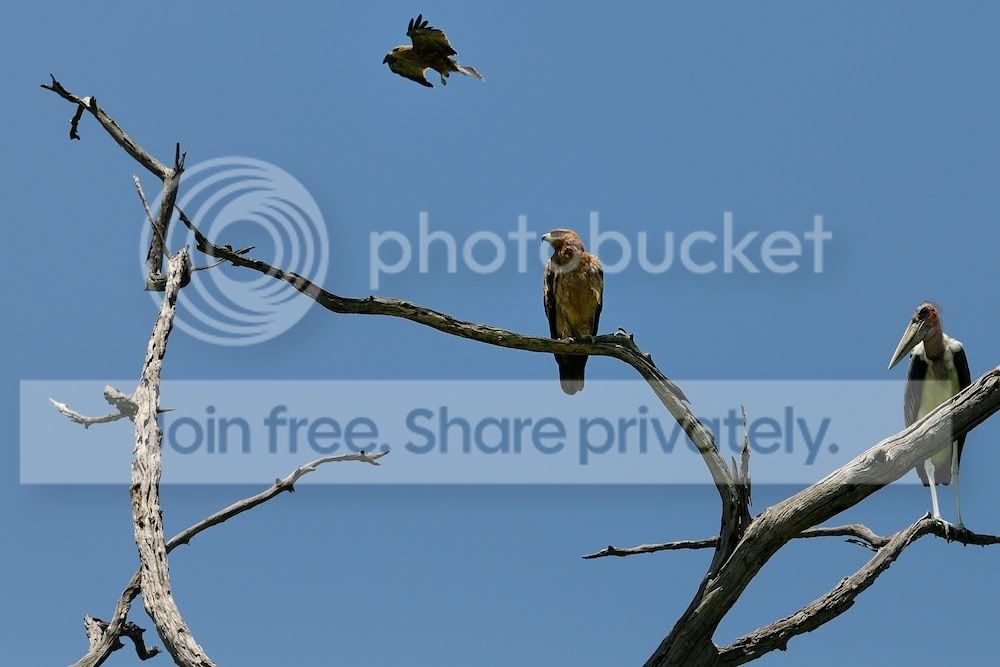 Eagle_0003.jpg
