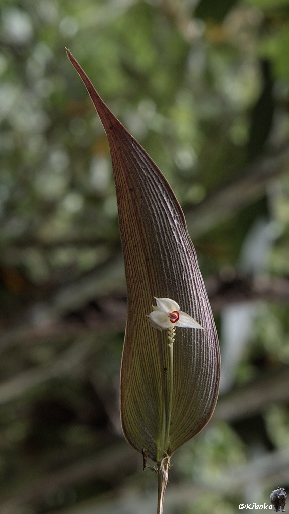Das Bild zeigt eine Hochformataufnahme einer Blume mit einem einzigen langen Blatt. Daneben ist ein Blütenstengel der bis auf die halbe Blatthöhe führt. Daran ist eine weiße Blüte mit vier Blütenblättern.