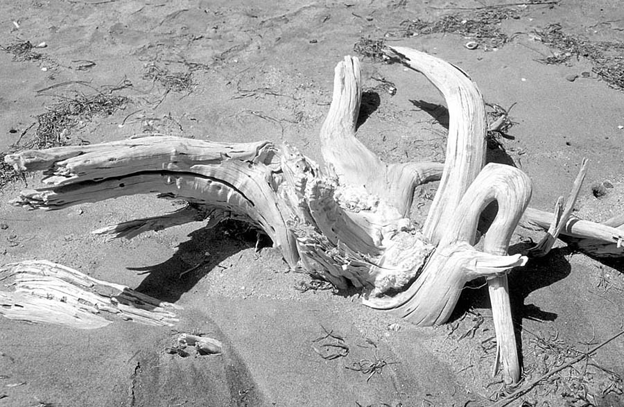 strandgut.jpg