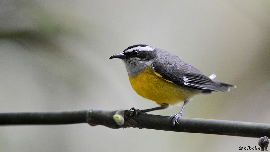 Das Bild zeigt einen kleinen grauen Vogel mit gelbem Bauch, weißen Streifen über dem Auge und kurzen spitzen Schnabel auf einem waagerechten Zweig.