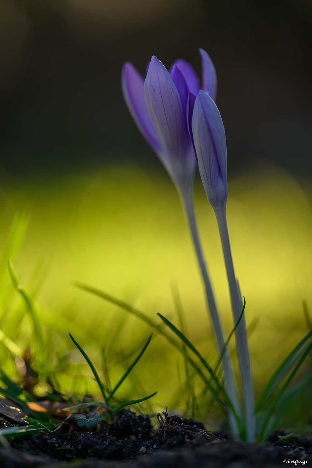 DSC_6553.jpg