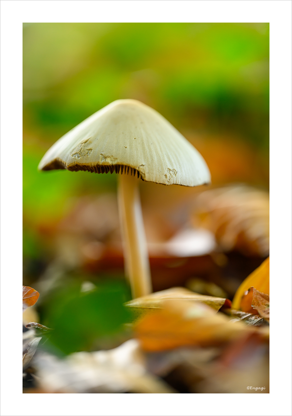 DSC_9377.jpg