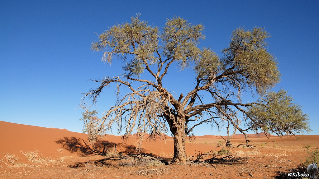 Ein großer Baum hat nur an wenigen Ästen Blätter. Er steht im orangenen Wüstensand. Im Hintergrund sind orangefarbene Dünen.