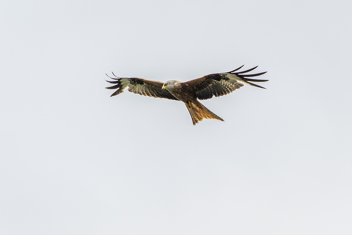 20230712_NZ9_1060_DPNF.jpg