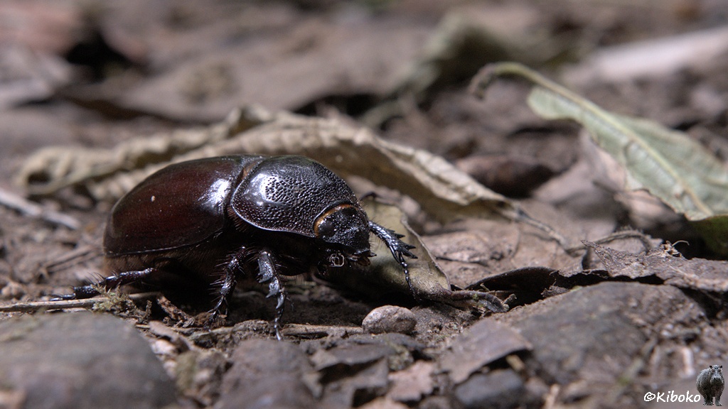 Das Bild zeigt einen dunkelbraunen Käfer zwischen vermodernden Blättern auf dem Weg.