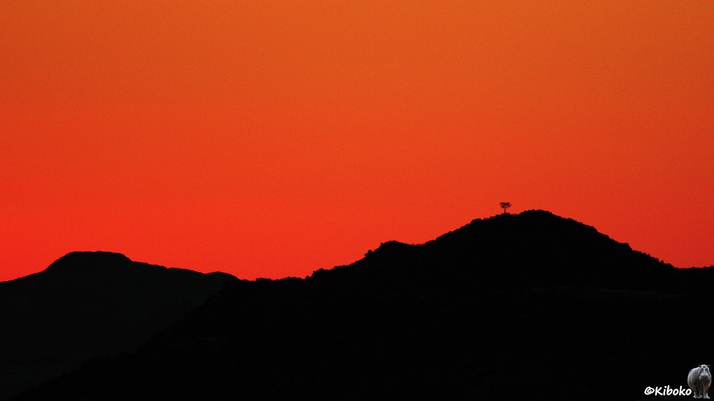 Eine schwarze Hügelkette mit einem einsamen Baum. Darüber ist ein roter Himmel.