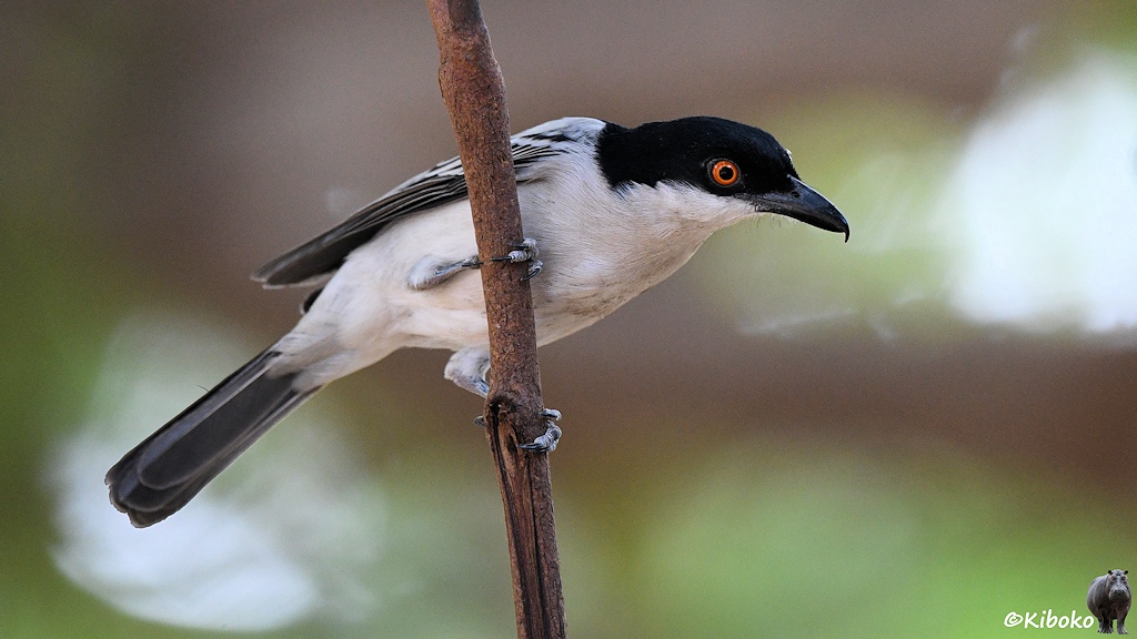 Das Bild zeigt einen weißen Vogel mit schwarem Kopf, orangen Augen, schwarzen Schnabel mit Hakenspitze, schwarz-weißen Flügel- und Schwanzfelder auf einem senkrechten Ast vor unscharfen grün-braun-weißen Hintergrund.