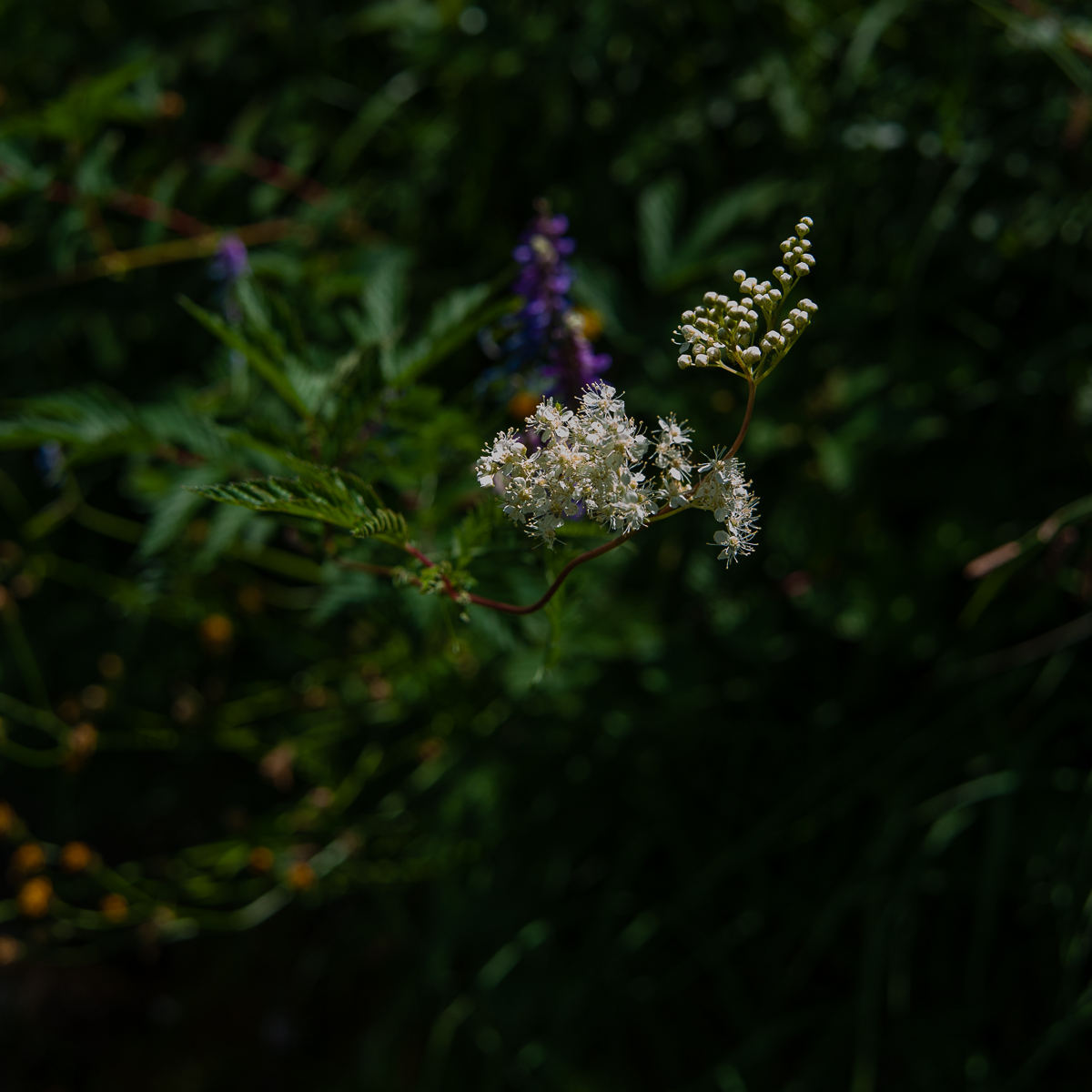 DSD_5650.jpg