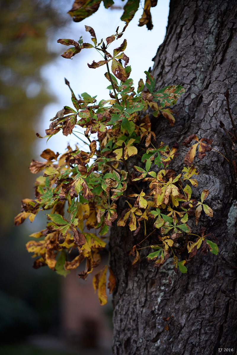 DSC_3494.jpg