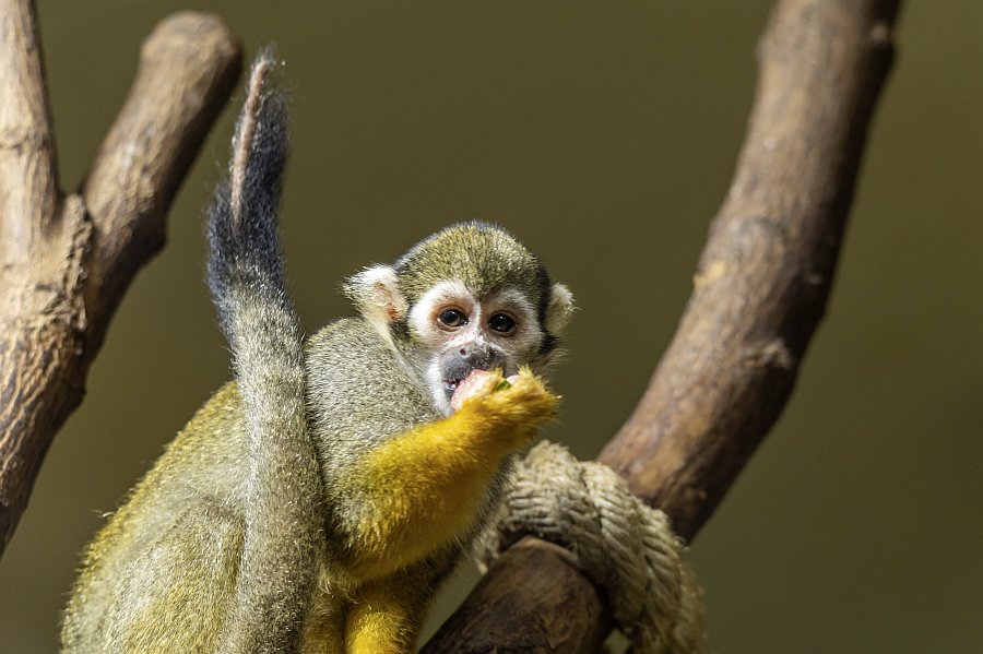 zoovienna22_46.jpg