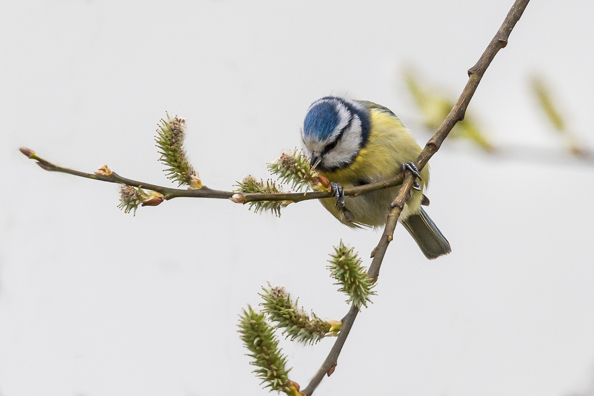 20210327_D850_2205NF.jpg
