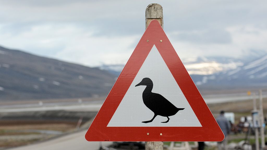 Das Bild zeigt ein dreieckiges Schild it der Spitze nach oben und rotem Rand. Darauf ist eine schwarze Ente auf weißem Grund.