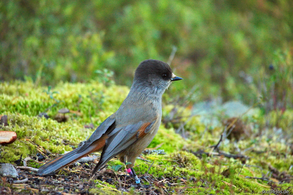 skotPhos.de_142211.759_SE.JPG