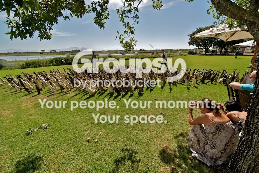 Ducks_0002.jpg