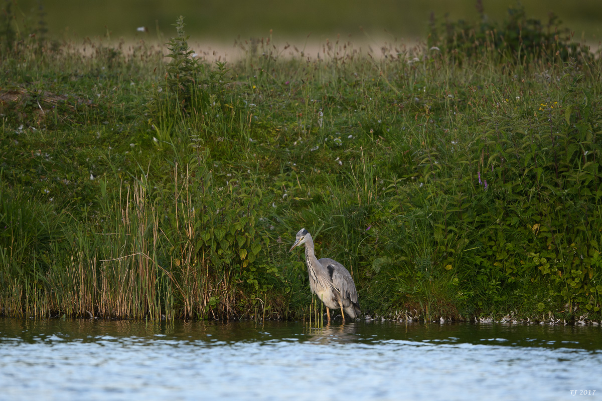 DSC_1975.jpg