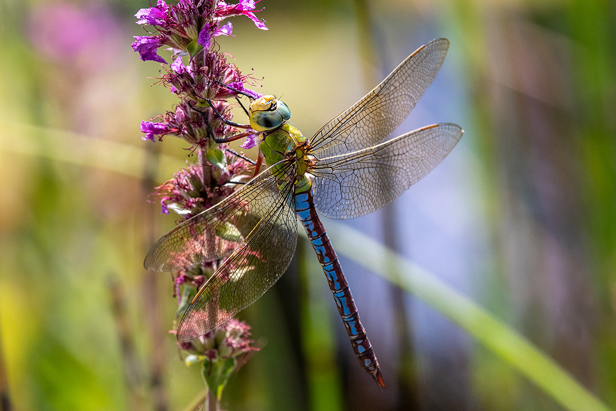 20180709_D500_1015NF.jpg