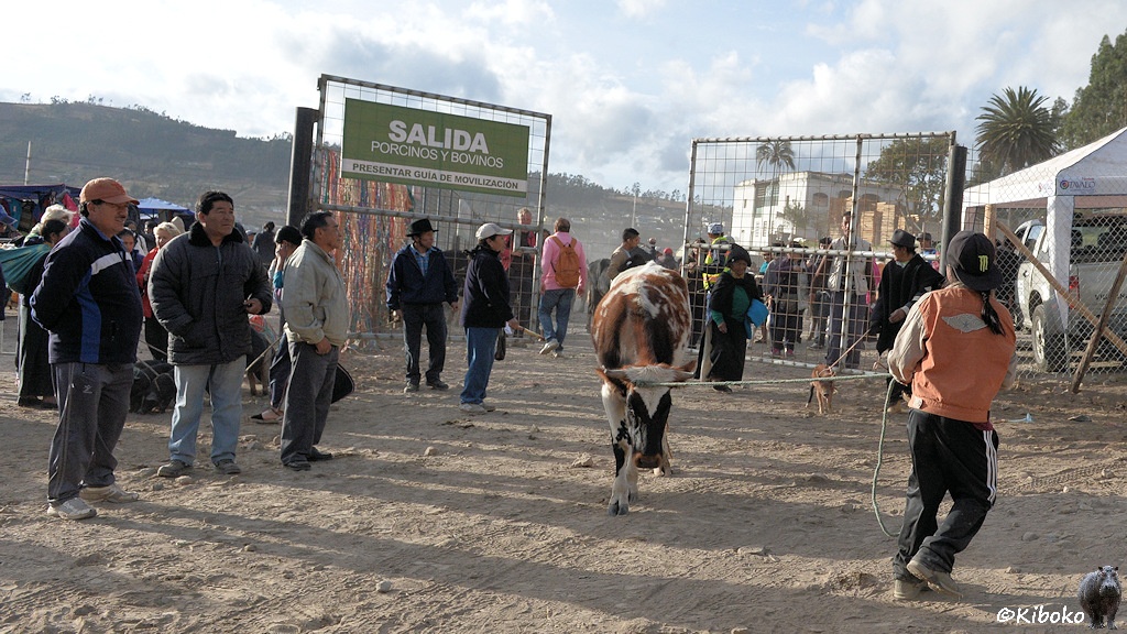 Das Bild zeigt einen jungen Mann, der eine Kuh an einem Strick zieht. Weitere Männer stehen daneben. Dahinter ist ein großes Gittertor mit der Aufschrift: Salida.