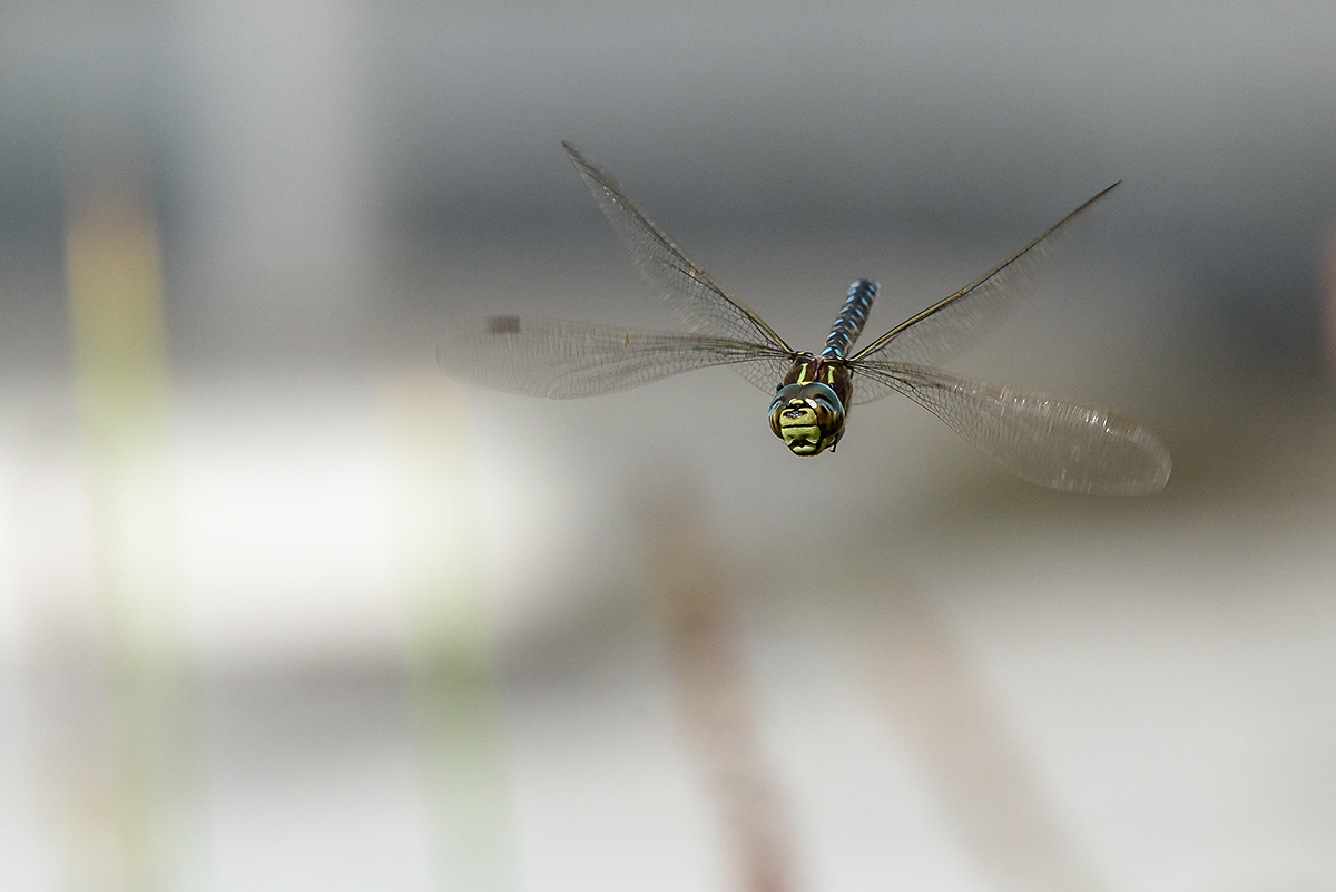20170913_D810_0522NF.jpg