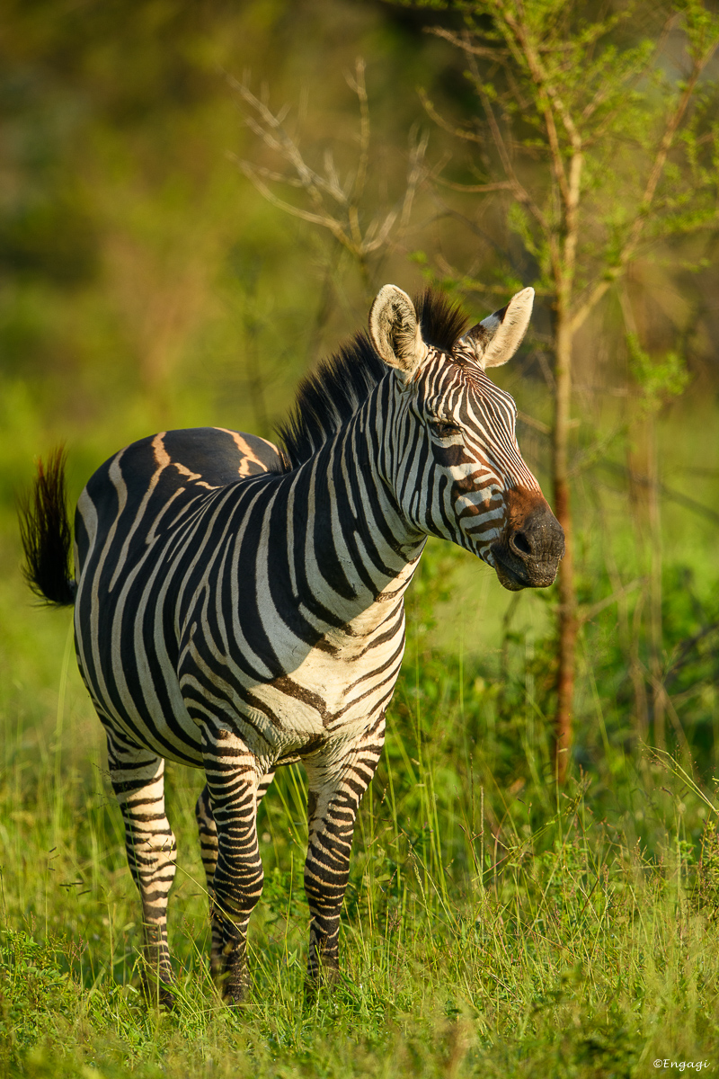 Uganda%202213.jpg