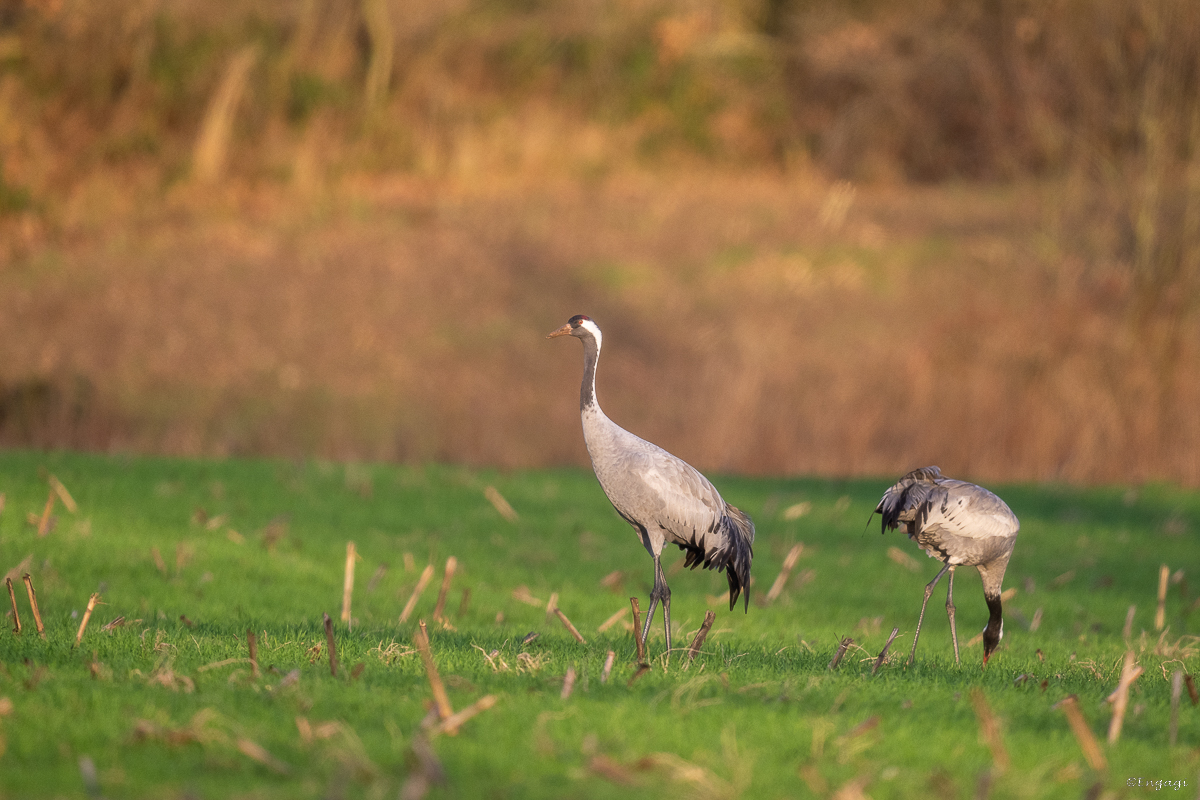 DSC_7534.jpg