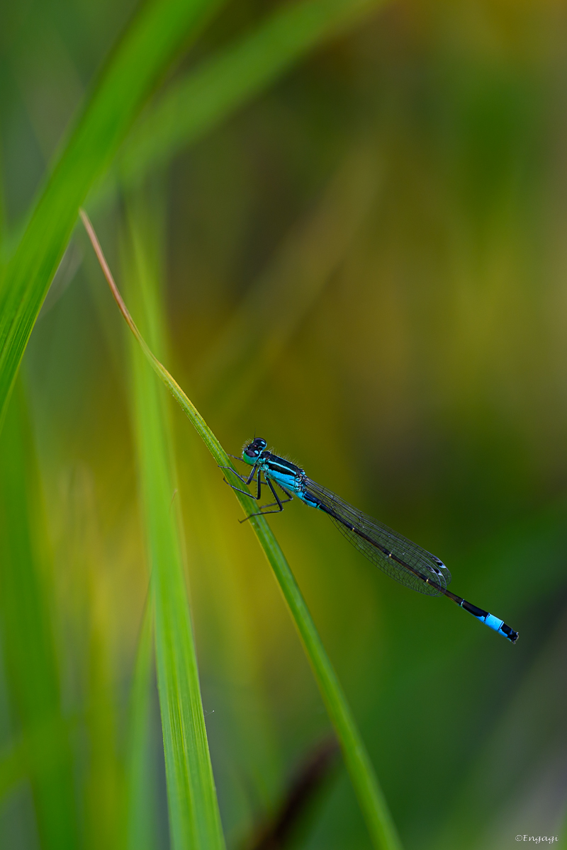 DSC_2467.jpg