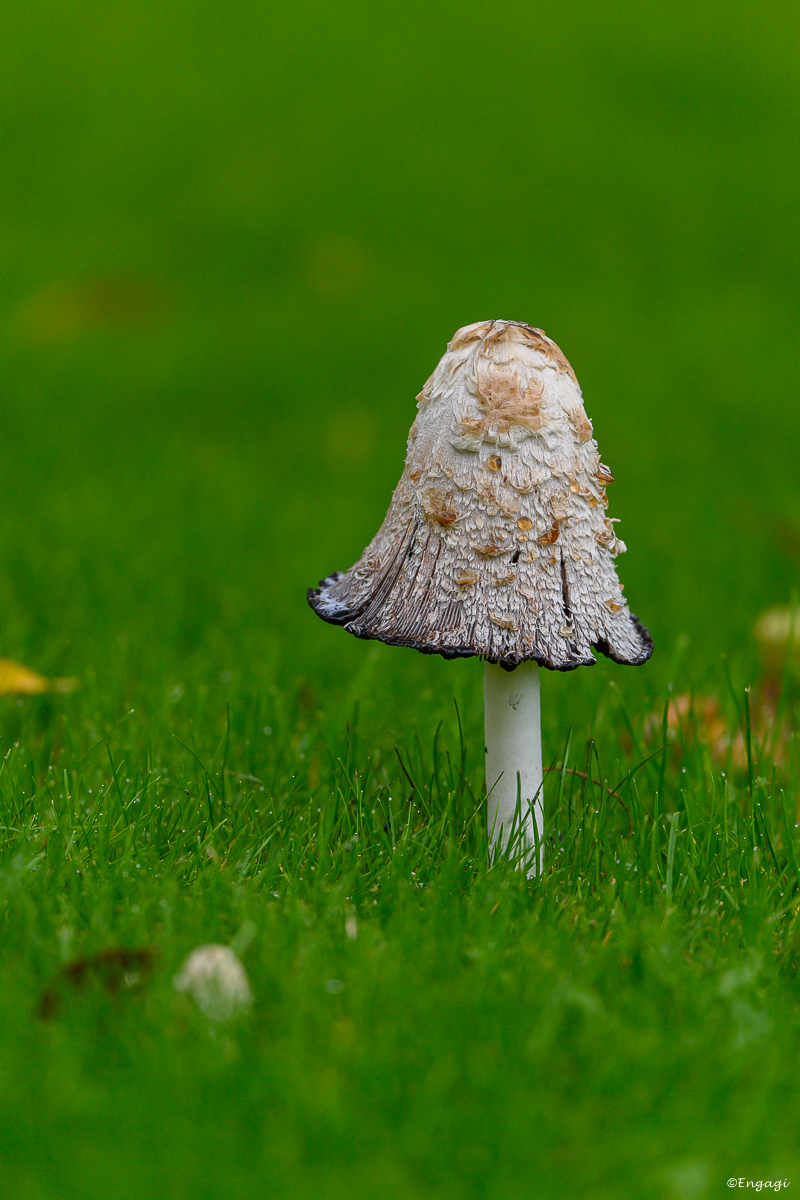 DSC_0552.jpg