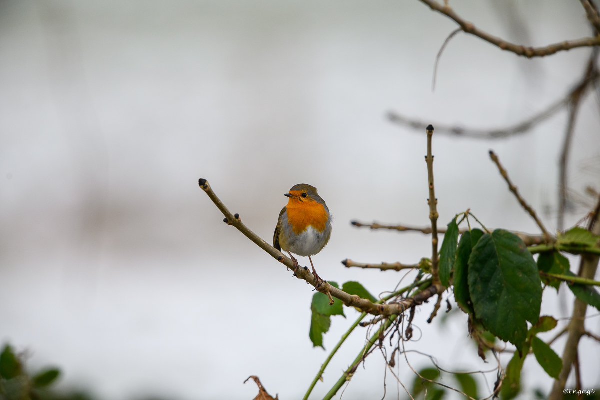 DSC_9241.jpg