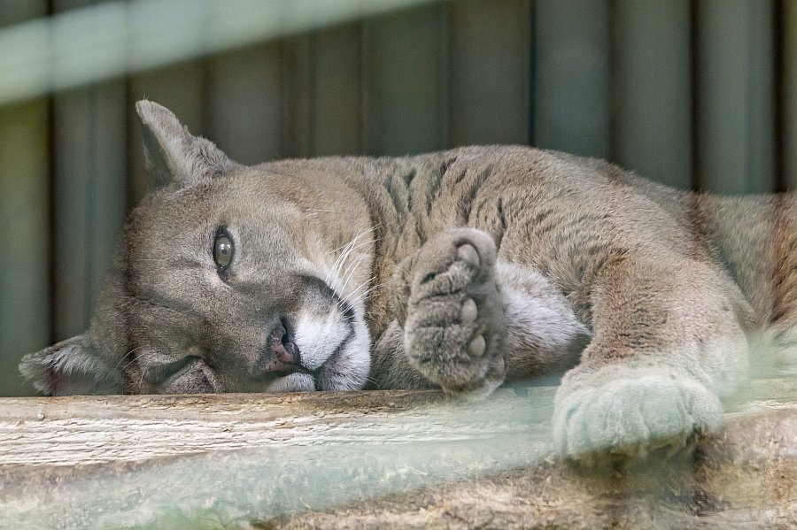 tierpark_haag23_21.jpg