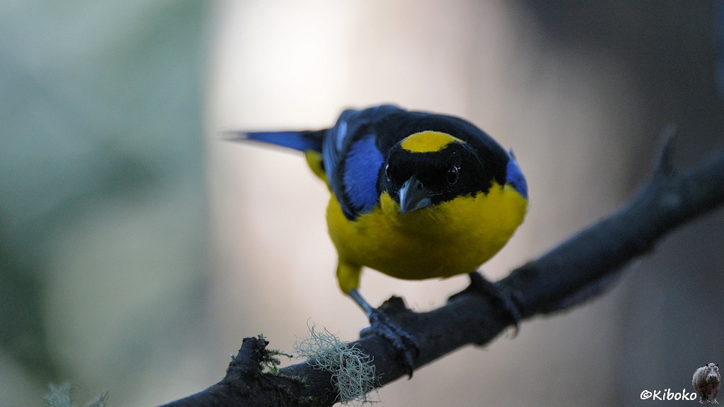 Das Bild zeigt einen gelben Vogel mit schwarzem Kopf, schwarzem Rücken, hellblauen Flügeln und gelbem Fleck auf dem Kopf. Der Vogel sitzt auf einem Ast und schaut in die Kamera.