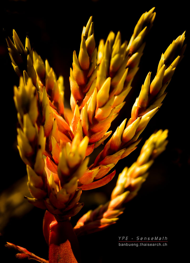 8945145155_1abd196a83_o.jpg