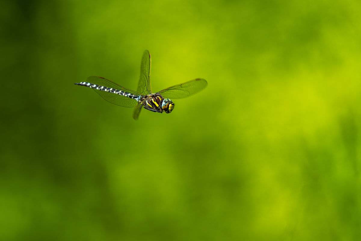 20250619_NZ8_1682_DPNF.jpg
