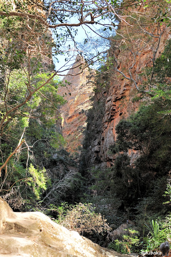 Das Bild zeigt eine Hochformataufnahme von einer Schlucht. Auf beiden Seiten sind senkrechte Felswände aus orangerotem, beigen und grau verweitterten Sandstein. Hinter der nächsten Biegung steht ein weiterer mächtiger Berg an der Schlucht. Im Vordergrund ragen Äste ins Bild. Der Bach in der Schlucht ist nur zu erahnen.