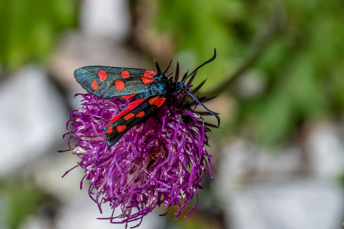20180719_D500_2339NF.jpg