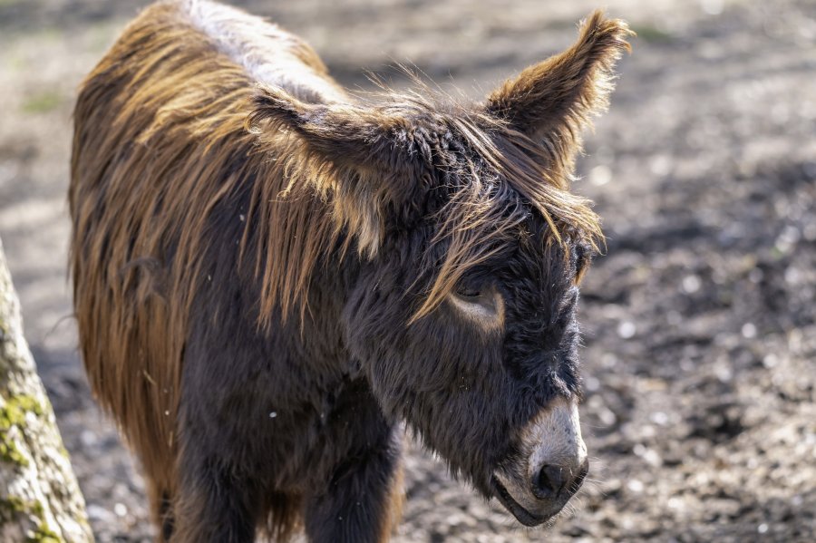 tierpark_haag23_31.jpg