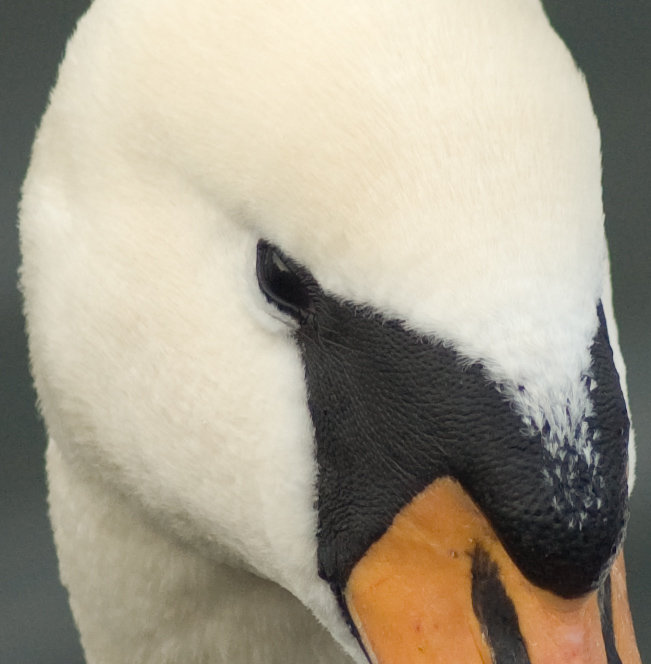 DSC_8394.jpg
