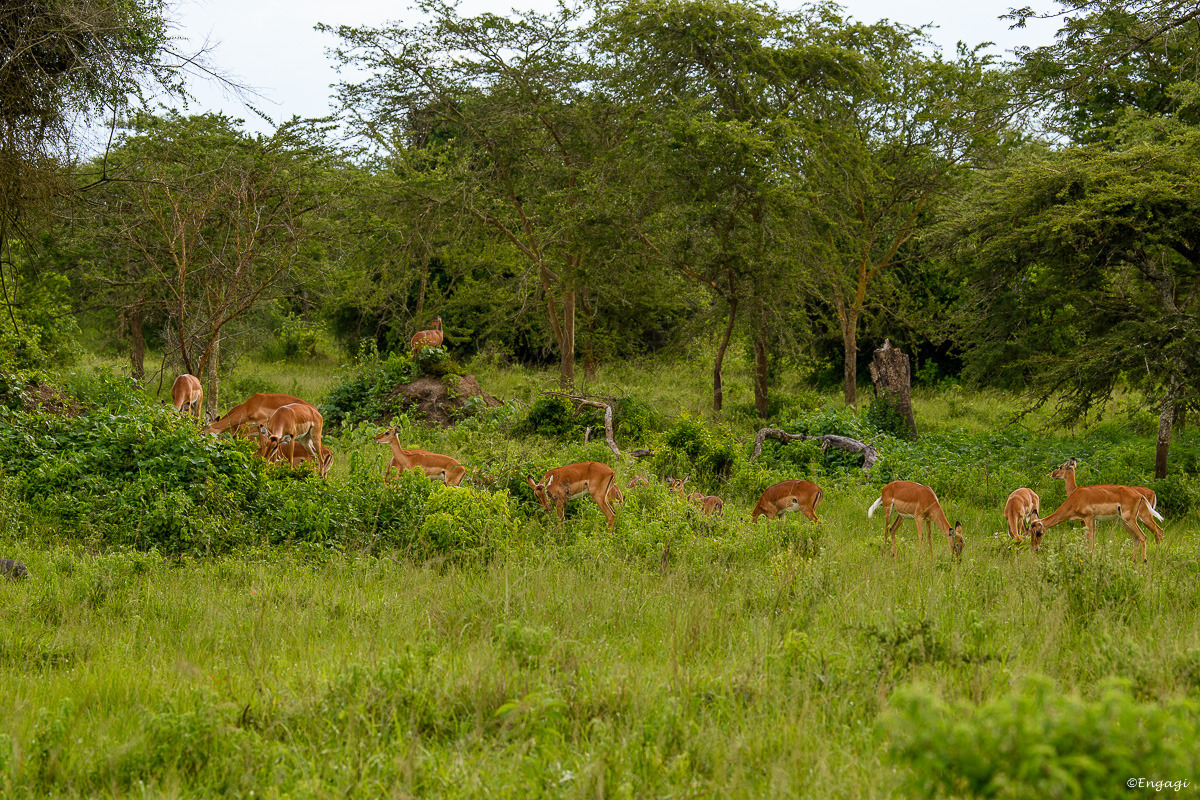 Uganda%202095.jpg
