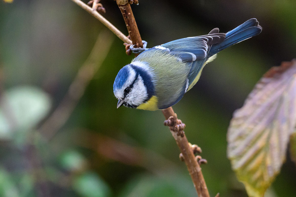 20201016_ND5_1763NF.jpg