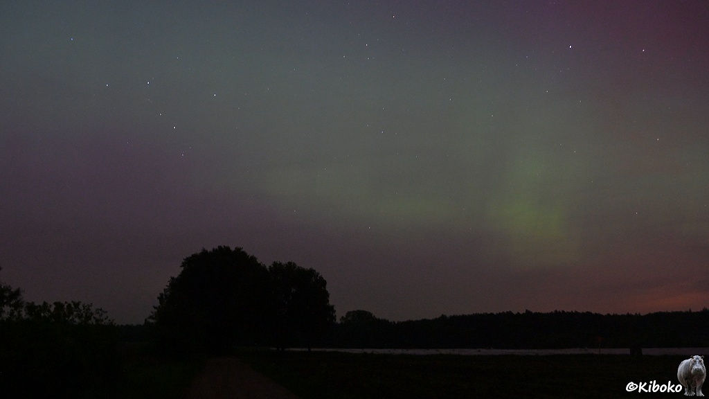 Das Bild zeigt ein grünes, diffuses Polarlicht über eine Landschaft aus einzelnen Bäumen, Feldern und Wald.