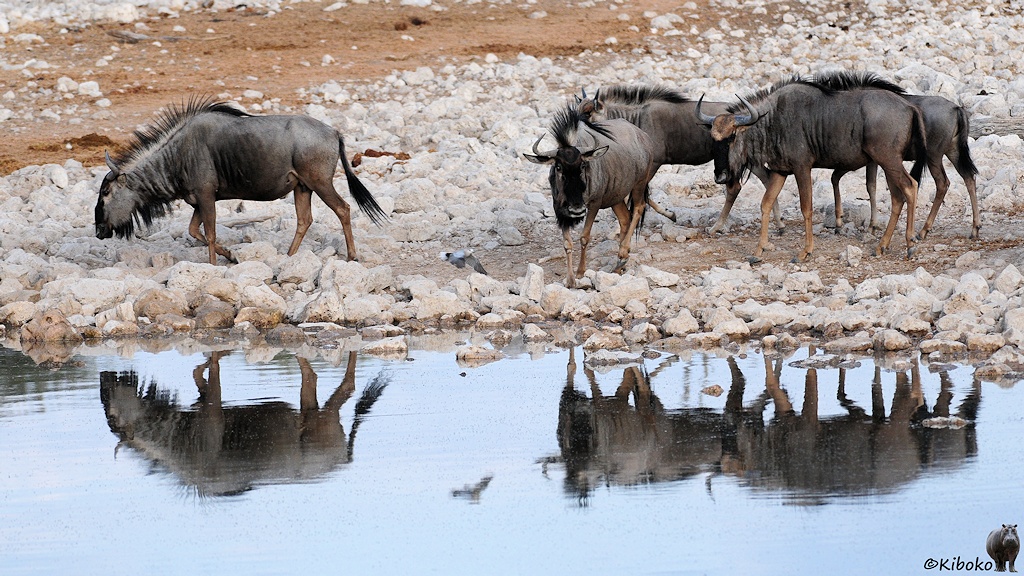 Ein gruppe grauer Antilopen kommt zum Wasserloch. Die Tiere spiegeln sich schon im Wasser.