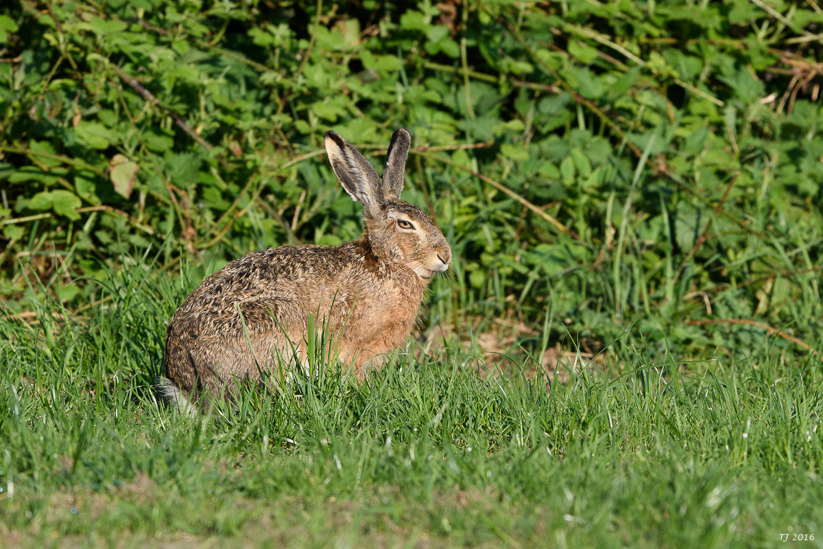 DSC_0574.jpg