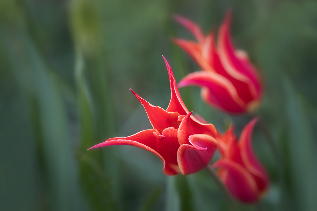 20220416_NZ7_1221_DxONF.jpg