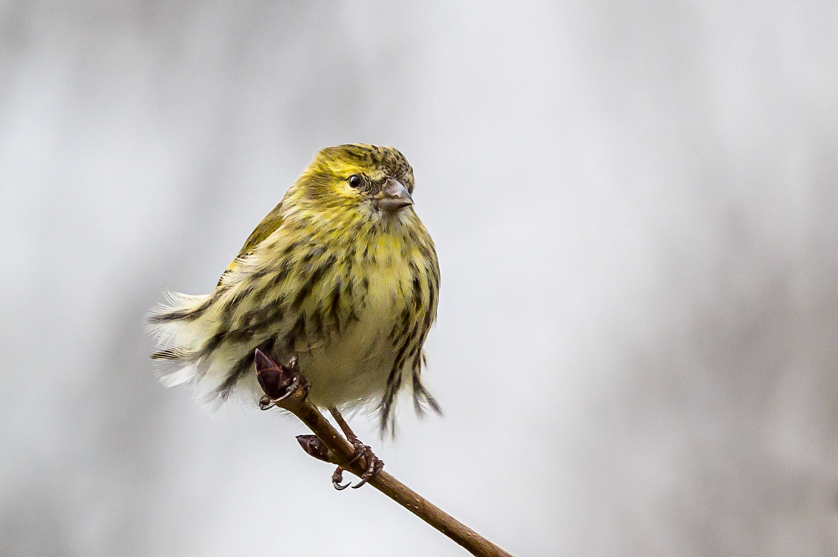 20201225_NZ6_2586NF.jpg