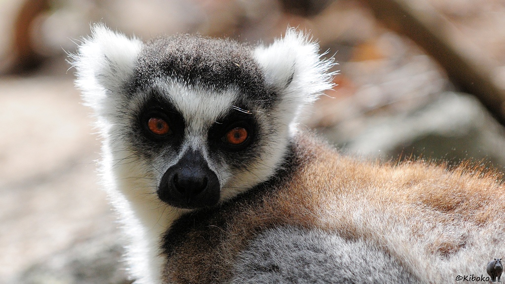 Das Bild zeigt das Porträt eines Ringelschwanzlemurs im Gegenlicht.