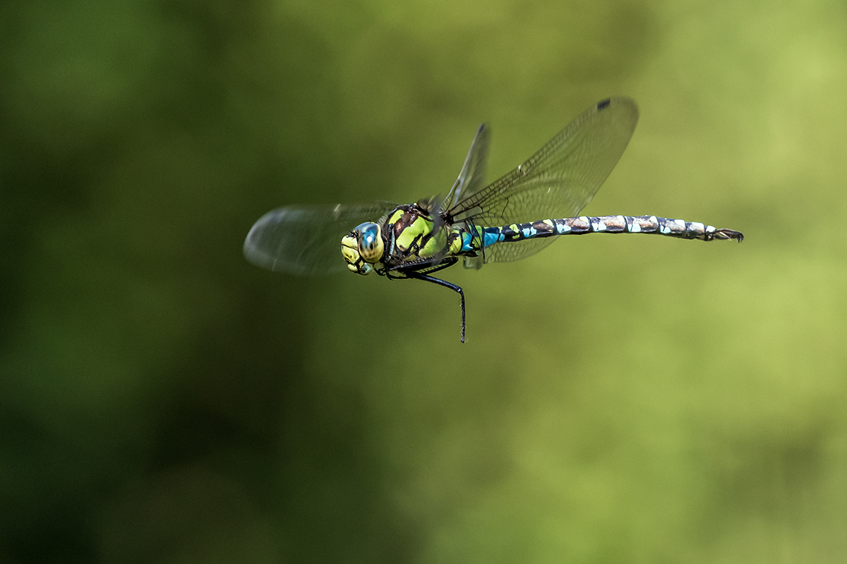 20190826_D500_2064NF.jpg