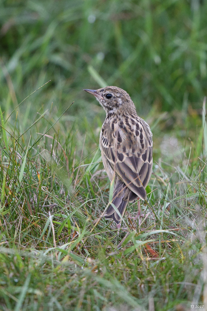 DSC_2743.jpg