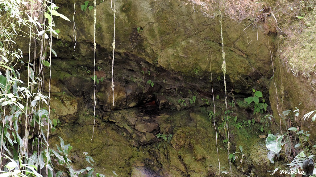Das Bild zeigt die Felswand mit dem Überhang mehr im Detail. Genau in der Mitte ist die tiefste und dunkelste Stelle im Überhang. Da ist ein rötlicher Fleck in der graugrünen Wand.