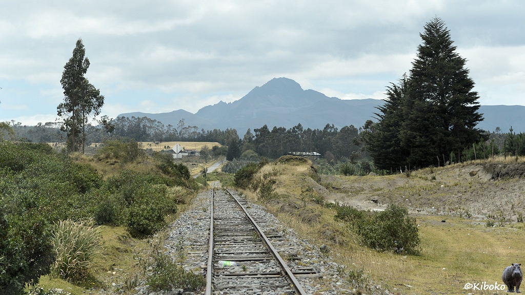 Das Bild zeigt eine Bahnstrecke die gerade in das Bild führt. Links sind Büsche. Rechts stehen ein paar Nadelbäume. Im Hintergrund sind ein paar Häuser und Wald.