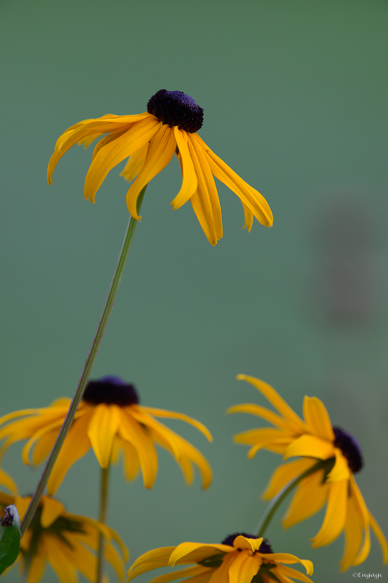 DSC_2992.jpg