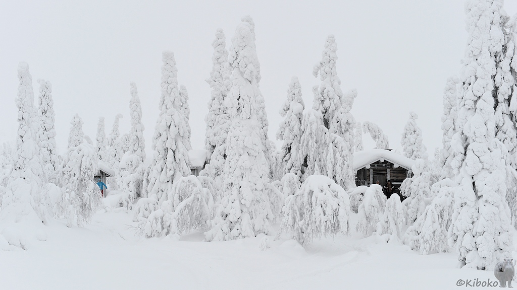 Das Bild zeigt eine schneebedeckte Holzhütte zwischen hohen schneebedeckten Bäumen.