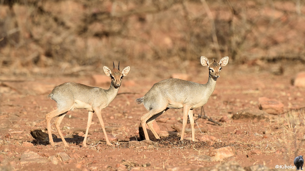 Das Bild zeigt zwei kleine hellbraune Antilopen. Sie stehen seitwärts und schauen in die Kamera. Die linke Antilope hat zwei kurze gerade Hörner. Sie stehen auf rötlichen, steinigen Boden bei tiefstehender Sonne.